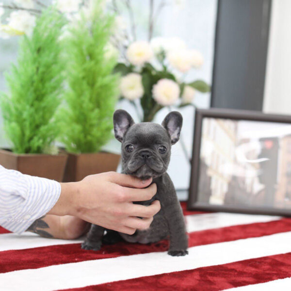 Stella - Female Miniature French Bulldog Puppy - Image 4