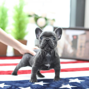 Stella - Female Miniature French Bulldog Puppy