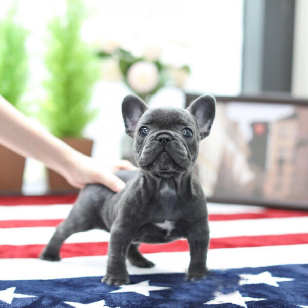 Stella - Female Miniature French Bulldog Puppy