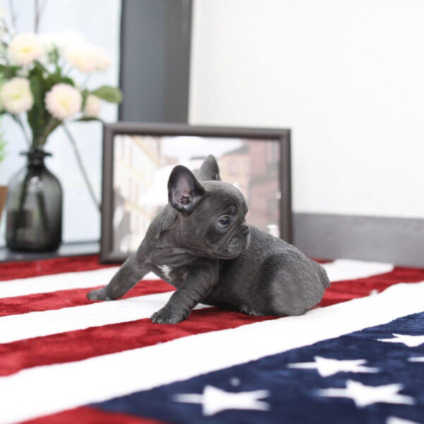 Stella - Female Miniature French Bulldog Puppy - Image 6