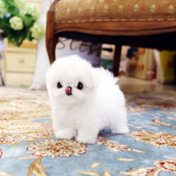 Kitty - Female Teacup Maltese Puppy