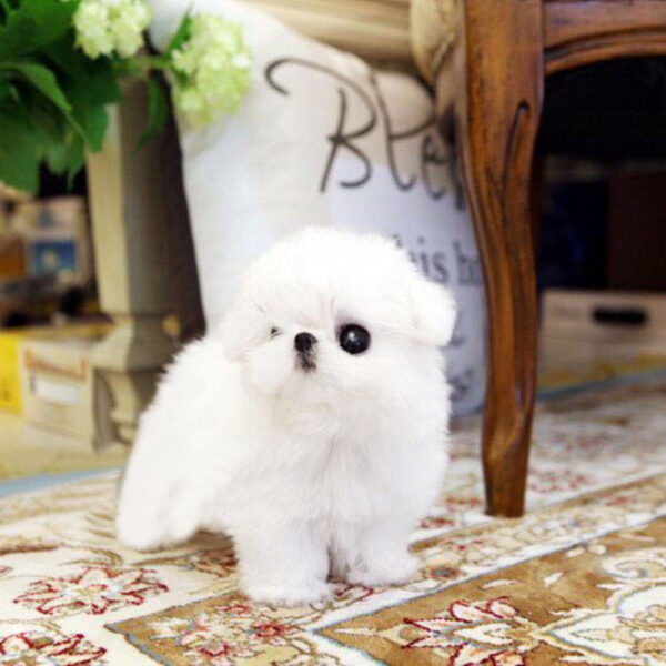 Kitty - Female Teacup Maltese Puppy - Image 5