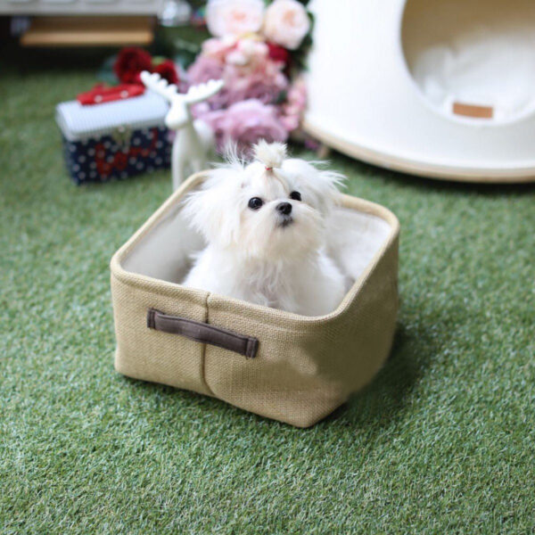 Becky - Female Teacup Maltese Puppy - Image 2