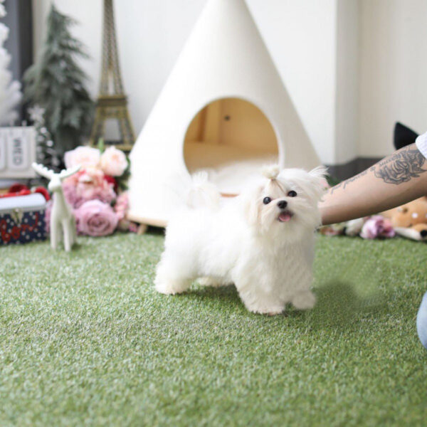 Becky - Female Teacup Maltese Puppy