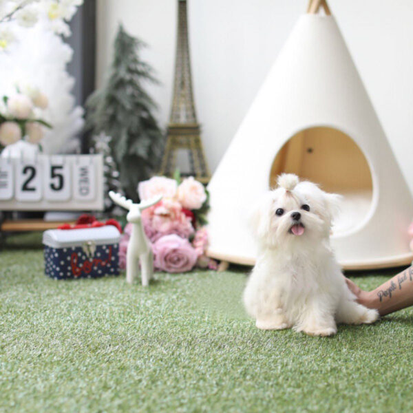 Becky - Female Teacup Maltese Puppy - Image 4