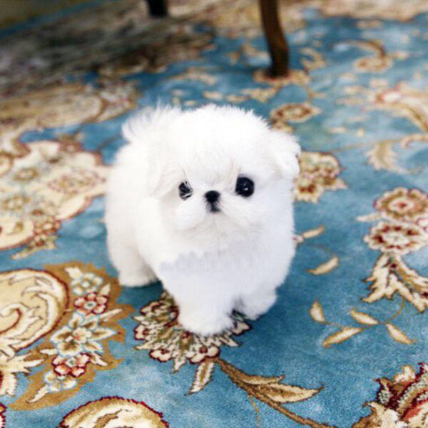 Kitty - Female Teacup Maltese Puppy - Image 4