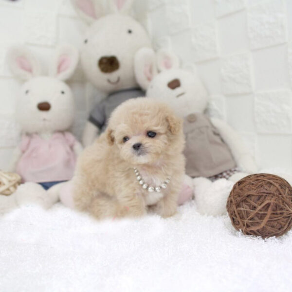 Autumn - Female Teacup Poodle Puppy - Image 3