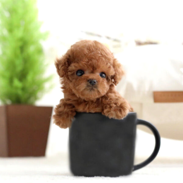 Lex (Poodle puppy) - Image 5