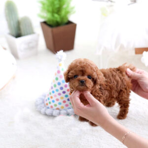 Lex (Poodle puppy)