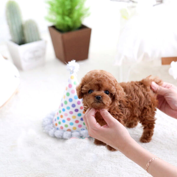 Lex (Poodle puppy)
