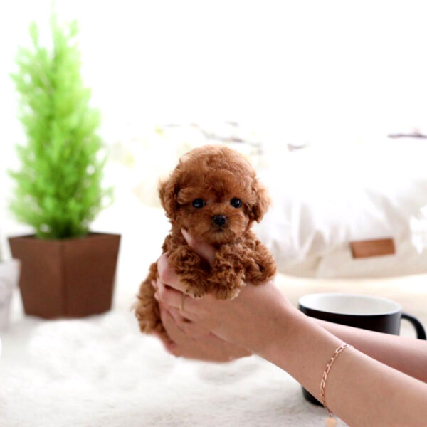 Lex (Poodle puppy) - Image 4