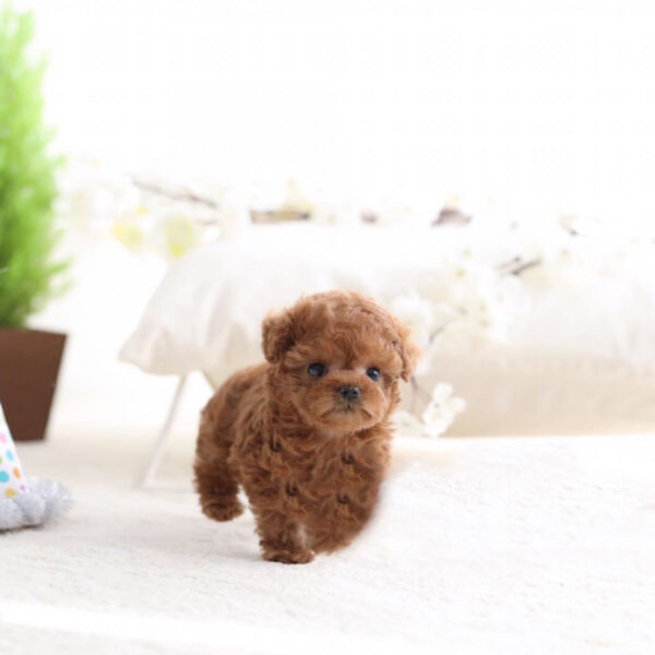 Lex (Poodle puppy) - Image 3