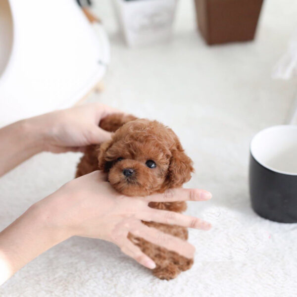 Lex (Poodle puppy) - Image 2