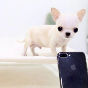 Tim - Male Teacup Chihuahua Puppy