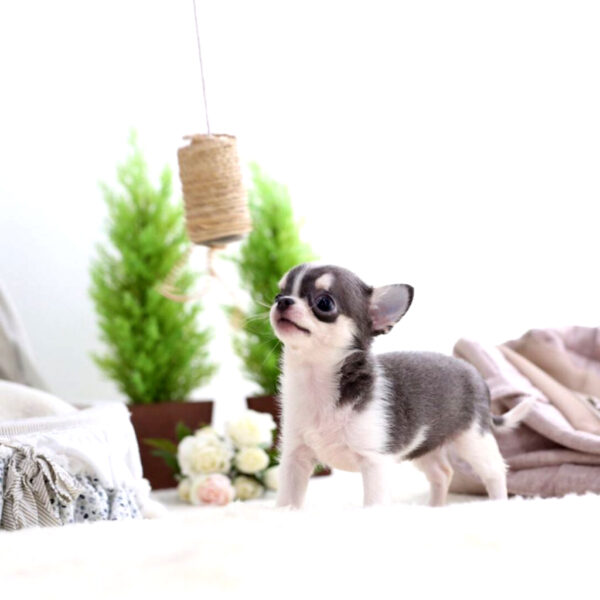 Tonia - Female Teacup Chihuahua Puppy