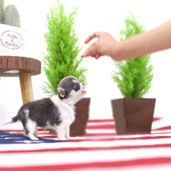 Tonia - Female Teacup Chihuahua Puppy - Image 6