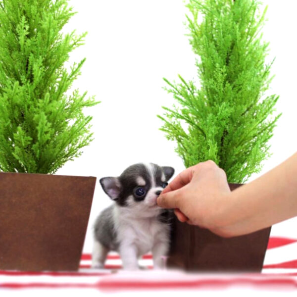 Tonia - Female Teacup Chihuahua Puppy - Image 4