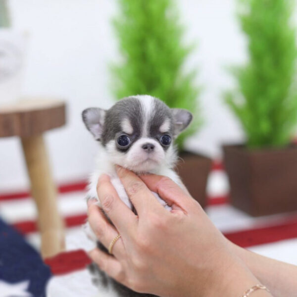 Tonia - Female Teacup Chihuahua Puppy - Image 5