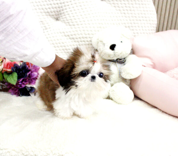 Yoland - Female Teacup Shih Tzu Puppy - Image 2