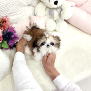 Yoland - Female Teacup Shih Tzu Puppy