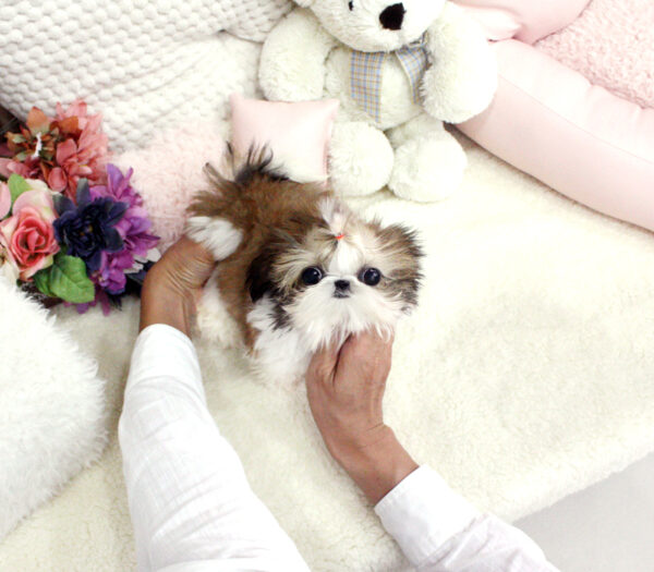 Yoland - Female Teacup Shih Tzu Puppy