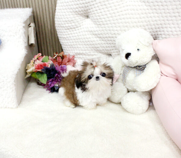 Yoland - Female Teacup Shih Tzu Puppy - Image 4