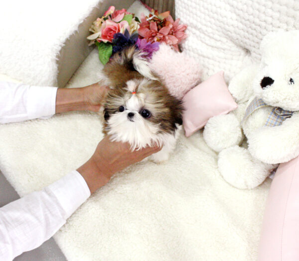 Yoland - Female Teacup Shih Tzu Puppy - Image 5