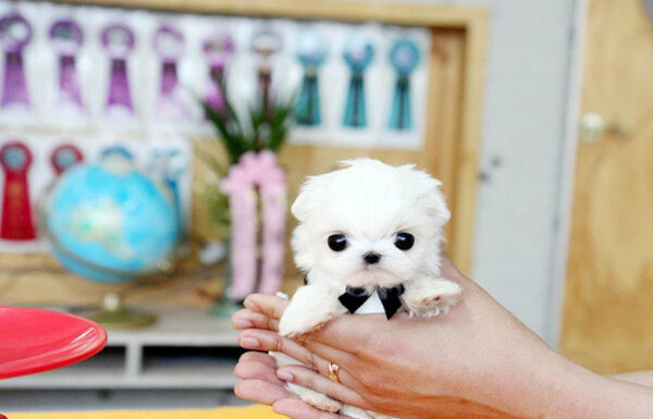 Deanna - Female Teacup Maltese Puppy - Image 3
