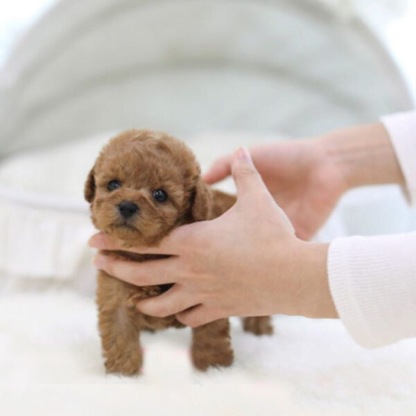 Elvis (Poodle puppy) - Image 3