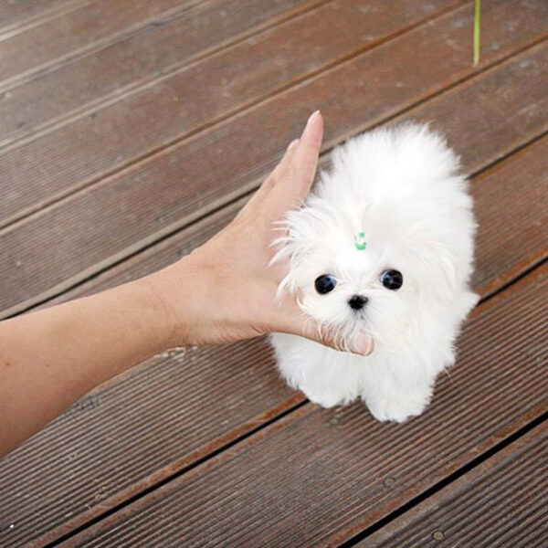 David - Male Teacup Maltese Puppy - Image 4