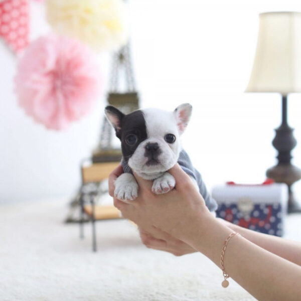 Bill - Male Miniature French Bulldog Puppy - Image 4