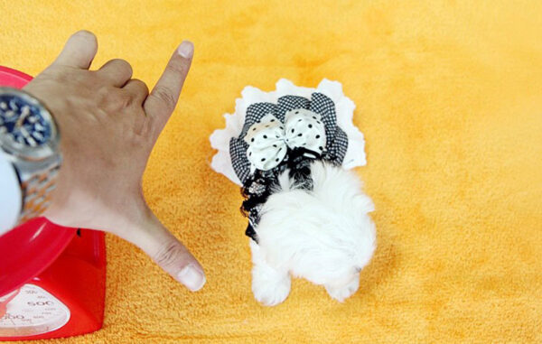 Deanna - Female Teacup Maltese Puppy - Image 4