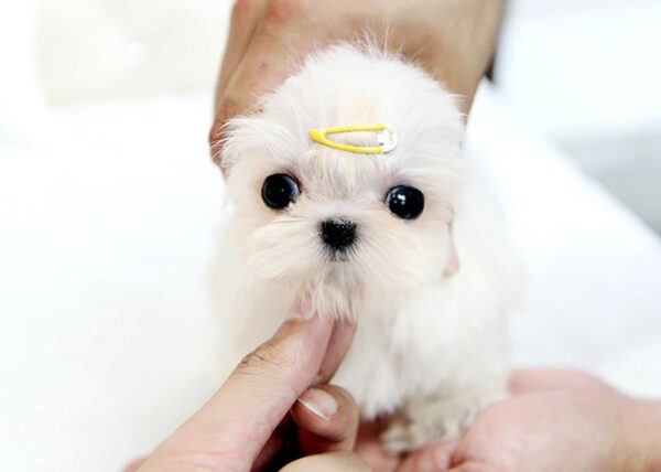 James - Male Teacup Maltese Puppy - Image 3