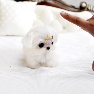 James - Male Teacup Maltese Puppy