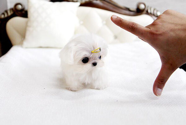 James - Male Teacup Maltese Puppy