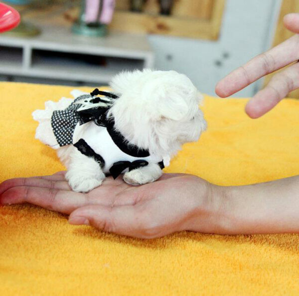 Deanna - Female Teacup Maltese Puppy - Image 5
