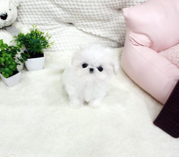 Sonia - Female Teacup Shih Tzu Puppy - Image 2