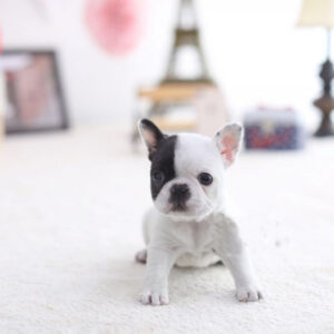 Bill - Male Miniature French Bulldog Puppy