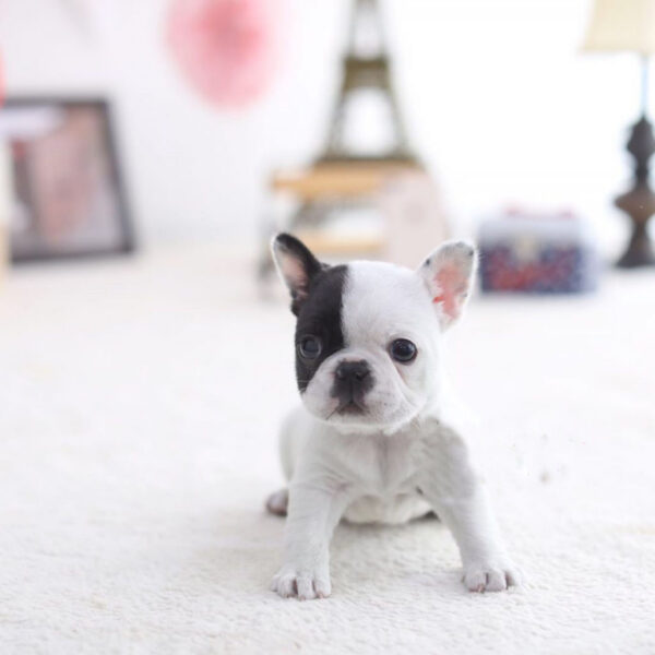 Bill - Male Miniature French Bulldog Puppy
