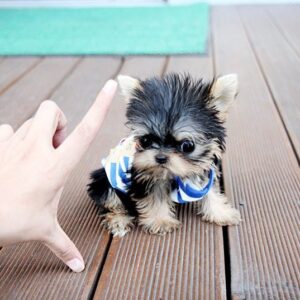 Randy - Male Teacup Yorkshire Puppy