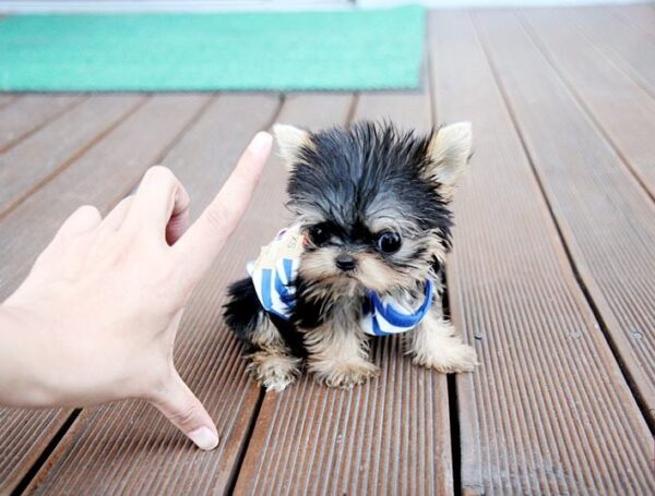 Randy - Male Teacup Yorkshire Puppy