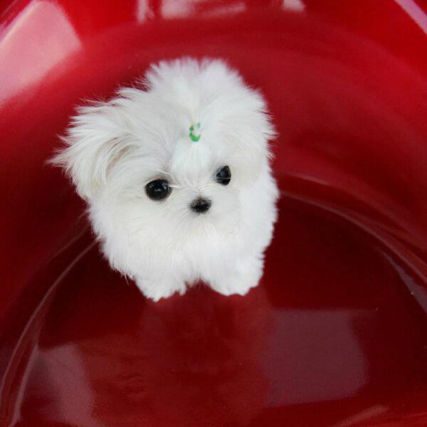 David - Male Teacup Maltese Puppy - Image 5