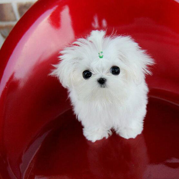 David - Male Teacup Maltese Puppy - Image 6