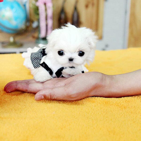 Deanna - Female Teacup Maltese Puppy