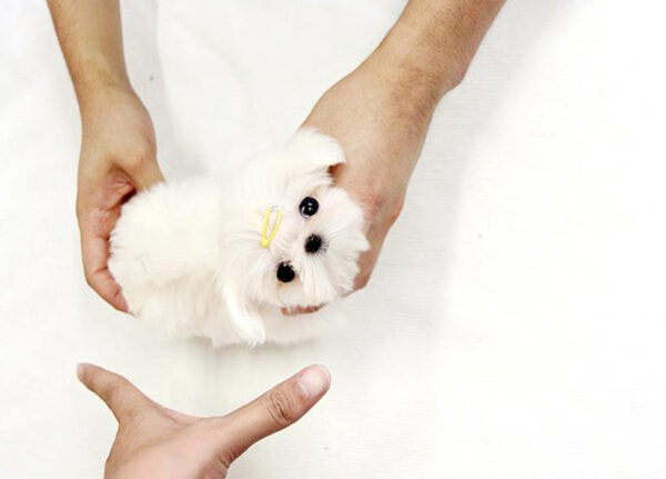 James - Male Teacup Maltese Puppy - Image 5