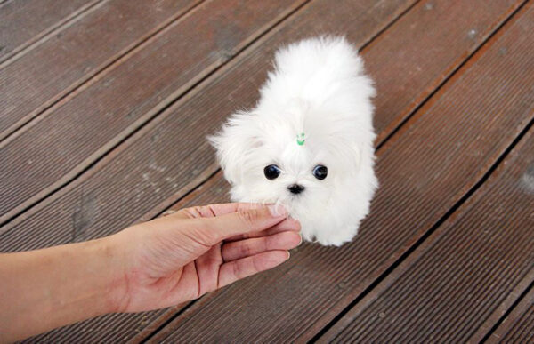 David - Male Teacup Maltese Puppy - Image 7