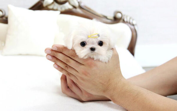 James - Male Teacup Maltese Puppy - Image 6